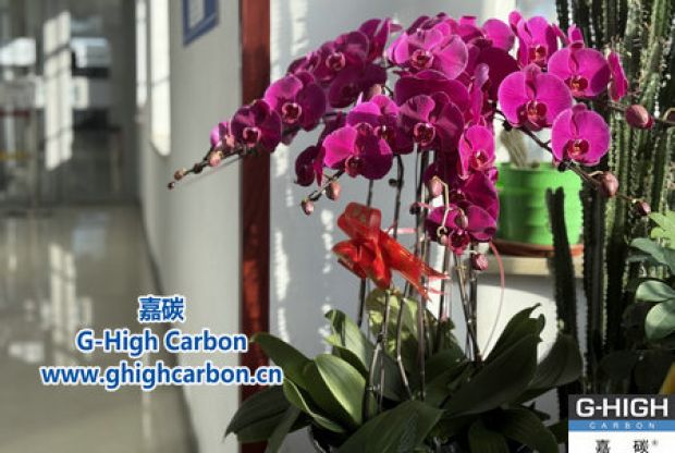 蝴蝶蘭綻活力，政企情暖新春