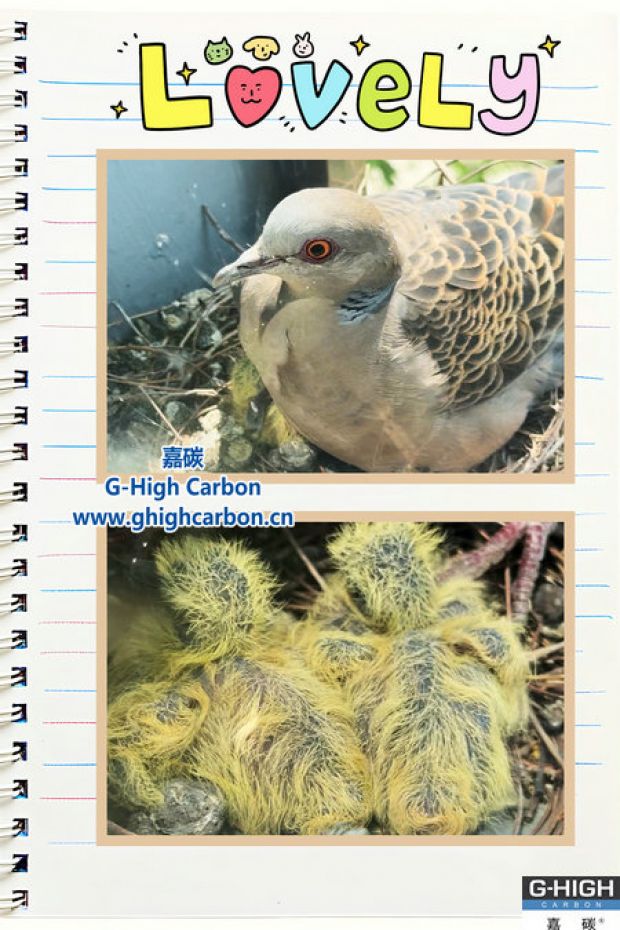 驚喜！嘉碳窗臺“孵化”生機