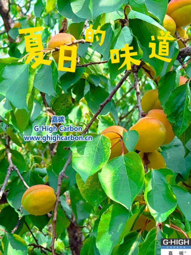 杏果滿枝時，窺見嘉碳環(huán)保“生長力”